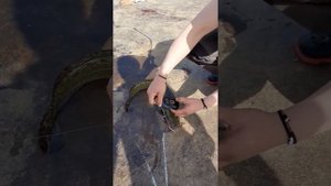 Рыбалка на налима река Обь Салехард.???????