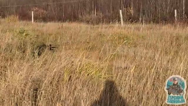 Путешествие. Белое море. В лес за ягодой. Сбор самой полезной таёжной ягоды смотреть онлайн