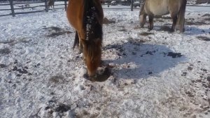 Подкормка лошадей овсом. Апрель.