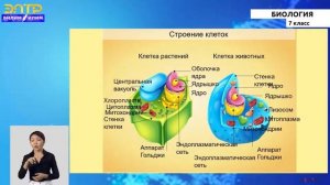 7-класс | Биология | Общая характеристика царства животных. Сходства и различия.