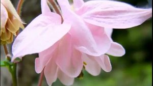 Цветок аквилегия