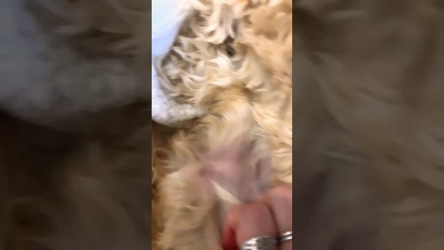 Dog?? смотреть онлайн