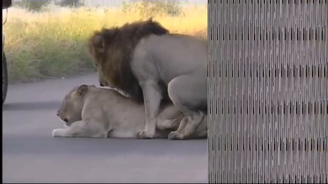 ОБЗОР на спаривание львов смотреть онлайн