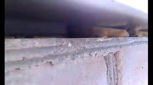 Летучая мышь под окном