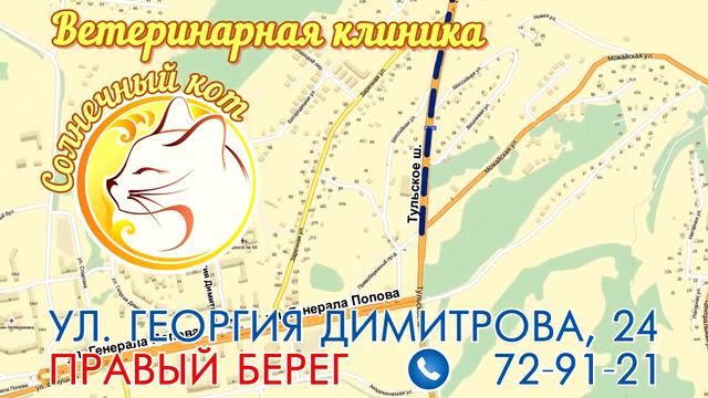 Солнечный кот 20сек