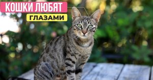 Кошки любят долго смотреть в глаза?