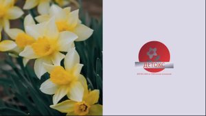 ДОГОВОРИТЬСЯ НЕ ПОЛУЧИТСЯ. ПОЧЕМУ С НАРЦИССОМ НЕ ВОЗМОЖНО НИ О ЧЕМ ДОГОВОРИТЬСЯ.