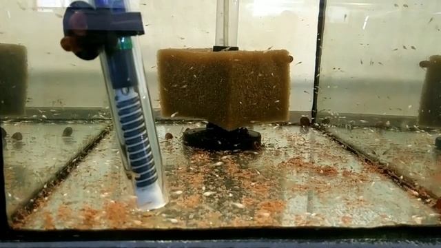 Петушки к Неонам, Много работы на разводне, мальки, икра , пересадка. смотреть онлайн