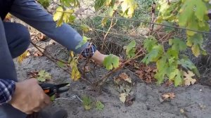 Обрезка трехлетнего куста винограда