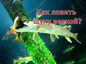 Как ловить щуку весной? На что можно поймать крупную щуку? Как ведёт себя щука в весенний период