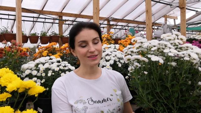 Хризантема мультифлора. Как сохранить?
