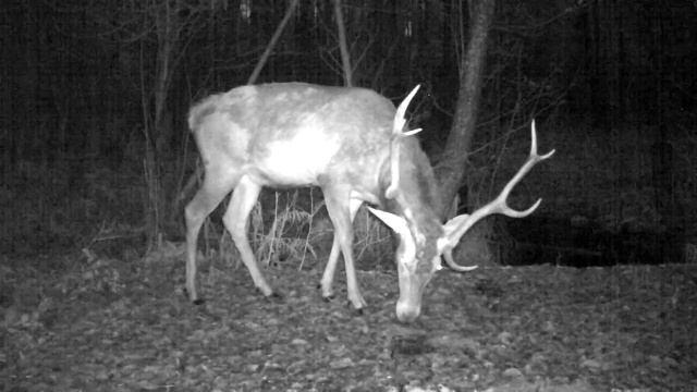 Белавежская пушча: з новым 2016 годам! смотреть онлайн