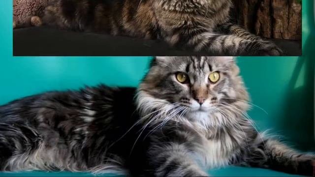 Мейн-кун кошка. Описание, особенности, цена и уход за породой