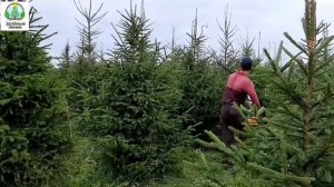 Стрижка ели европейской на питомнике растений летом
