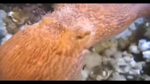 ОСЬМИНОГ Ознакомление с природой и рисование