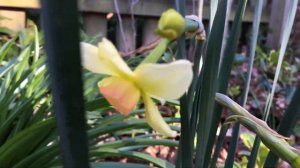Pink Cupped Daffodil Bell Song, Zone 7b, Spring Flower Fall Planted Bulb