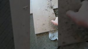 Как снять плитку на третий день после укладки