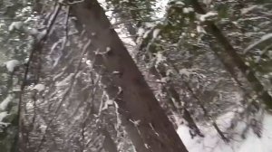 Проверка капканов на куницу,есть результат!!! Перевернула каток на буране! Промысел 2020-2021г