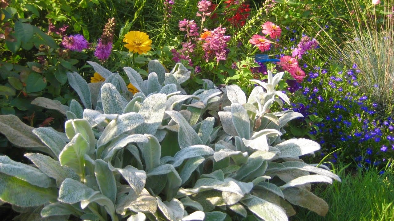 СЕРЕБРИСТЫЙ САД. ЛОХ СЕРЕБРИСТЫЙ / СЕРЕБРИСТЫЕ СОРТА МНОГОЛЕТНИХ РАСТЕНИЙ. Silver garden.