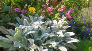 СЕРЕБРИСТЫЙ САД. ЛОХ СЕРЕБРИСТЫЙ / СЕРЕБРИСТЫЕ СОРТА МНОГОЛЕТНИХ РАСТЕНИЙ. Silver garden.