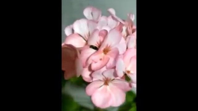 Пеларгония с 