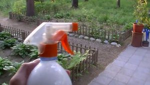 Как убрать тлю с розы. Убираем тлю с цветов.
