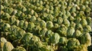 Сорта лучшей пекинской капусты