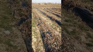 Клубника в Белореченском районе