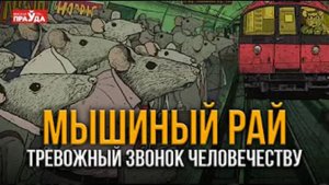 Как мыши предсказали будущее человечества? Джон Кэлхун и его эксперимент «Вселенная-25»