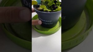 Как ухаживать за Венериной мухоловкой.