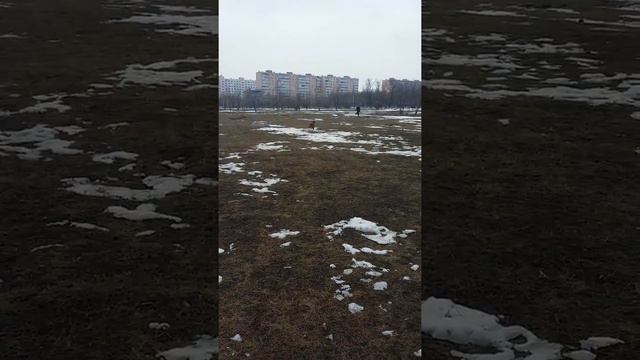 Игры с кокер-спаниелем. Как загонять кокера