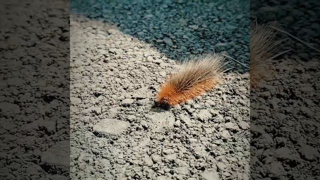 Пушистая гусеница смотреть онлайн