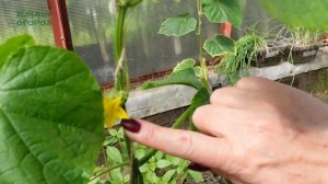 Огурец НИ ХАО F1! Обзор сортов ОГУРЦОВ!