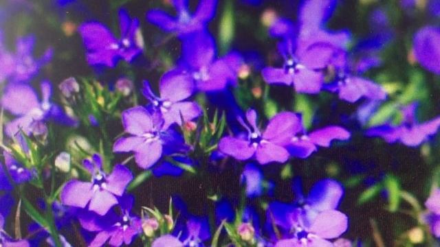 ЛОБЕЛИЯ БЕЗ ПОСЕВА