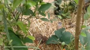 Как вырастить ранний урожай клубники