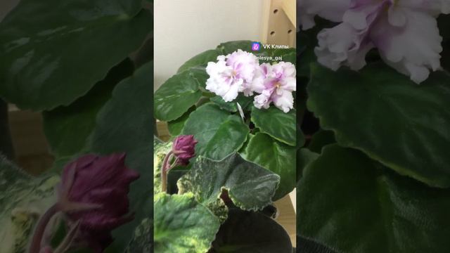 Фиалки сортовые #фиалки смотреть онлайн