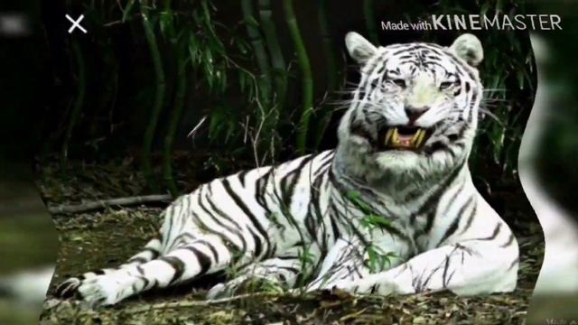 「Теперь я саблезубый белый тигр чемпион」 смотреть онлайн