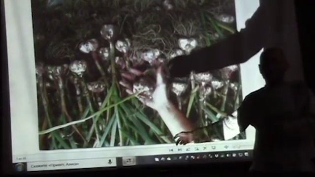 Озимый чеснок по природному.  Как получить огромную головку с размером в кулак. Верхозин Юрий.