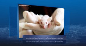 День защиты лабораторных животных. Календарь губернии от 24 апреля