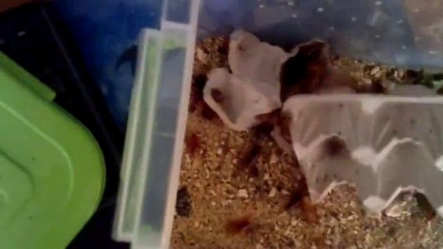 Мои пауки едят смотреть онлайн