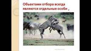 Естественный отбор – направляющий фактор эволюции