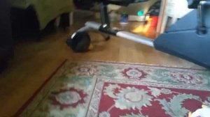 Angry birds toons Fired Up plush