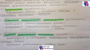 Классификация соединений костей. Непрерывные соединения (синартрозы). Полусуставы