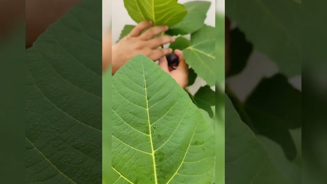 Anjeer | Fig Harvesting