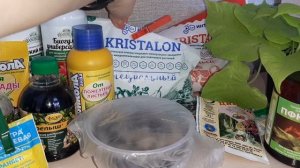 Всходы бакопы. Подкормки, проветривание, полив, вредители...