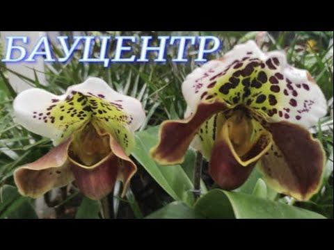 №616/ ПРАЗДНИЧНАЯ поставка ОРХИДЕЙ в БАУЦЕНТР.