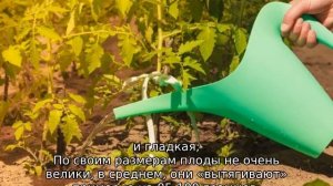 Томат Французский гроздевой