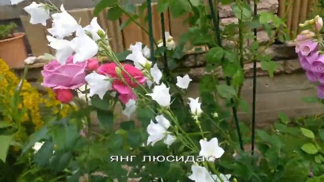 Розы Остина. Вильям Шекспир, Янг Люсидас, Манстед Вуд #розы #розыостина