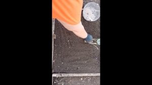 Посадка капусты в открытый грунт | ВСЕГДА КЛАДУ ЭТО В ЛУНКУ ПРИ ПОСАДКЕ КАПУСТЫ!