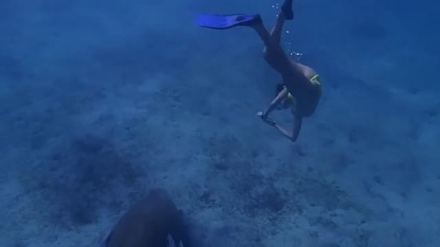 Птица удачи Красного моря (Дюгонь) смотреть онлайн